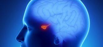 Где в организме человека находится и за что отвечает гипофиз